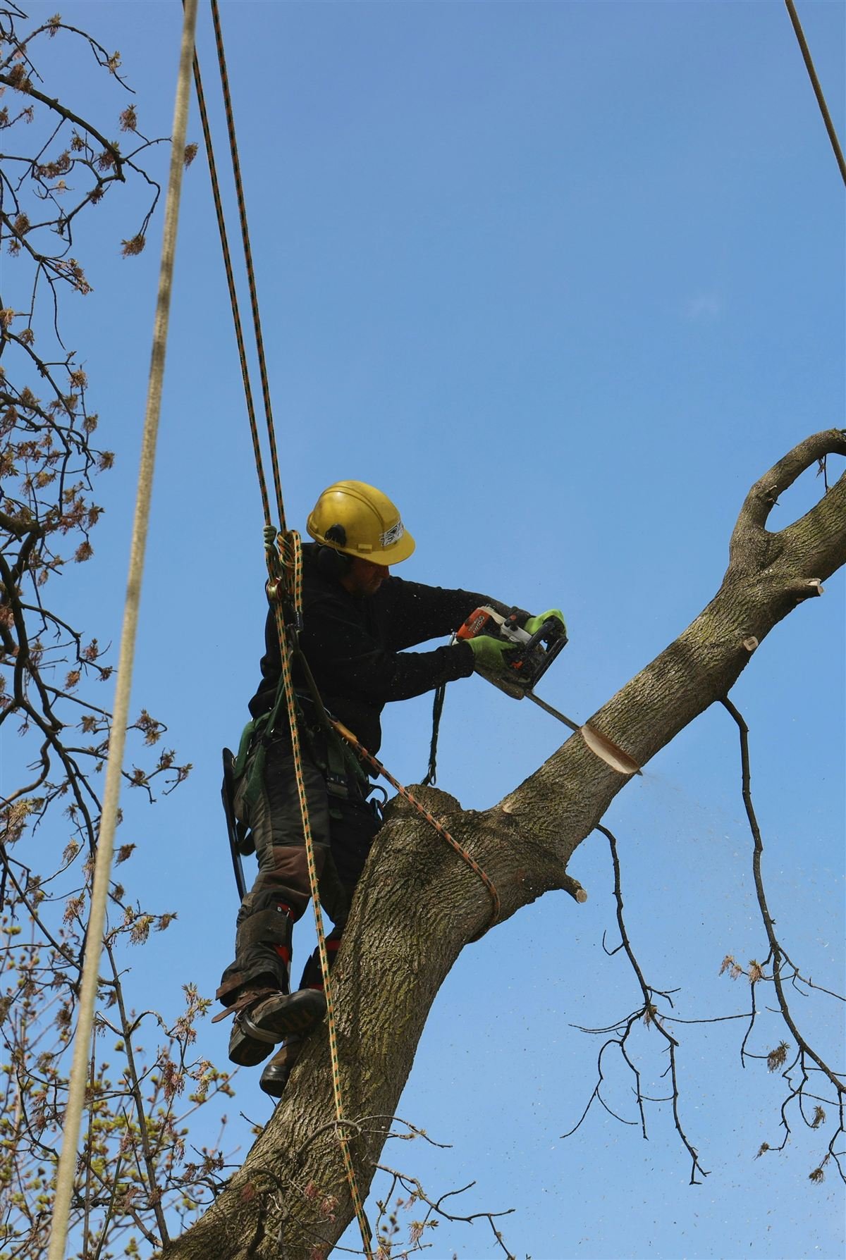 Tree removal project